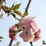 三月樱花图片 自然风光 风景图片