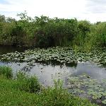 沼泽里的花果图片 自然风光 风景图片