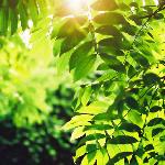 绿树光荫图片 自然风光 风景图片