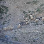 幸福的羊儿们图片 自然风光 风景图片