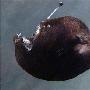 深海发现神奇新物种：诡异的“黑色魔鬼鱼”