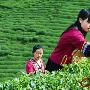 鹏程解盘：在线茶票打新，光芒珍藏普洱茶