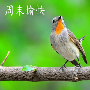泽熙洲：3.27周一黄金原油走势分析及操作策略(附解套)
