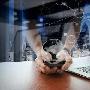 蔡少辛：7.18黄金持稳1230关口上方，早间黄金行情分析