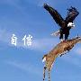 曾芷蔓：8.17黄金七夕变盘夜？大赚一笔是给她最好的礼物！