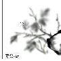 Photoshop绘画一幅国画--菊花(2)