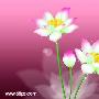 Photoshop鼠绘教程 制作漂亮的莲花(1)