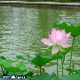 Photoshop打造漂亮的紫色荷花(1)
