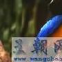 VB图像处理之二次线性插值的应用