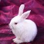 ps滤镜抠出毛茸茸的小白兔