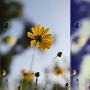 PhotoShop CS6调出清淡日系色雏菊花卉图片效果教程