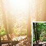Photoshop打造林间图片柔和的阳光效果
