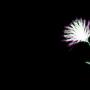 Fireworks制作X－ray暗黑中的花朵