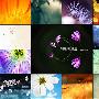 创意花卉摄影作品技巧分享