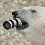 北极熊把 Canon 70-200mm 小白IS当雪茄抽?