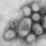 基因分析表明：甲型H1N1流感病毒可能不太厉害