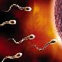 精子也能携带乙肝病毒