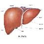 读懂化验单：肝功能指标看五项
