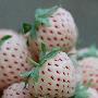 什么是菠萝莓？详解其食用方法及营养价值