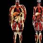 肥胖如何改变了人的器官