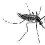蚊子致病水平排行 花蚊子致病还“嫩点”