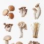 换季养生选蘑菇 你适合吃什么蘑菇？