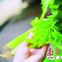 芹菜叶营养价值远比茎高