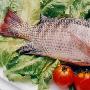 吃鱼的哪个部分最营养？