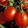 西红柿可治疗十种病