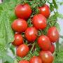 养生谨记：吃西红柿的五个必知
