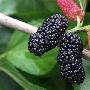 四种抗衰老能力强的黑色水果
