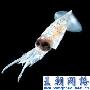 台湾科学家破解乌贼听觉密码(图)