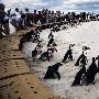 组图：84只非洲企鹅南非海滩放生