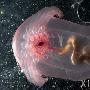 美生物学家称21世纪2/3物种或将消失