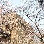 武汉大学樱花卷入国耻之争 外国媒体关注2006年04月06日16:06  国际先驱导报