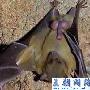 最新研究表明：男性小睾丸大聪明 女性大胸部有大智慧（图文）