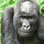 非洲银背大猩猩天生秃顶引关注(组图)