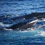 英媒公布壮观鲸鱼照片：海鸥鲸口抢食(图)