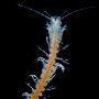 科学家在世界最长海底隧道发现无眼生物(组图)