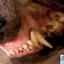 美国发现传说中的吸血怪兽 青面獠牙[组图]