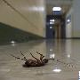 加科学家发现“死亡熏除”法能驱赶所有昆虫
