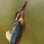 以色列野生动物摄影师拍到翠鸟吃鱼瞬间