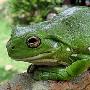 青蛙数量大量减少 噪音污染乃是罪魁祸首