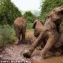 摄影师冒险追拍野生动物：大象一家享受泥浴