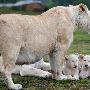 英国动物园诞生三只罕见小白狮(组图)