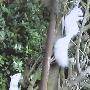 美国私人花园中发现两只白化松鼠(图)