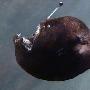 深海山脉发现神奇新物种：黑色魔鬼鱼刺尖带毒