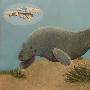 马达加斯加岛发现4860万年前侏儒海象化石(图)