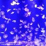 组图：南京海底水母馆开放 品种居亚洲第一