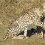三只非洲猎豹抓住小羚羊玩耍后放生(组图)